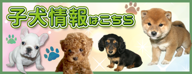 宮城・仙台・子犬情報　宮城県ペットショップ/ペットショップ鈴花