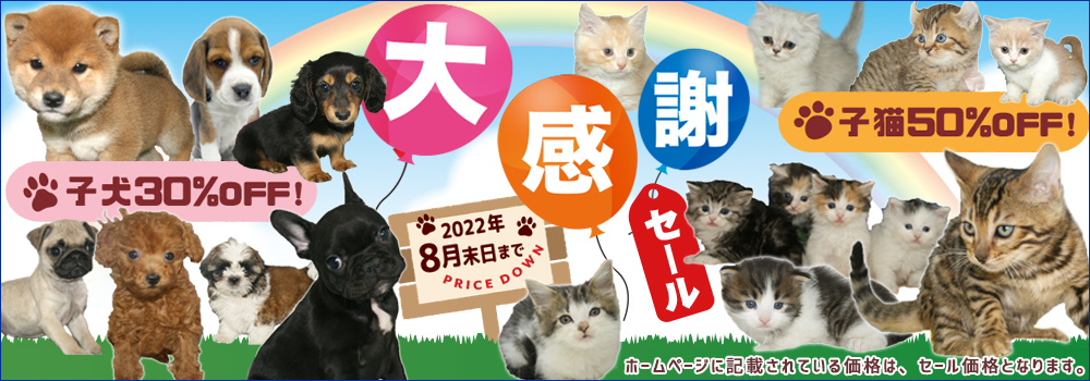 宮城県ペットショップ/ペットショップ鈴花/かわいい子犬・子猫と出会えます
