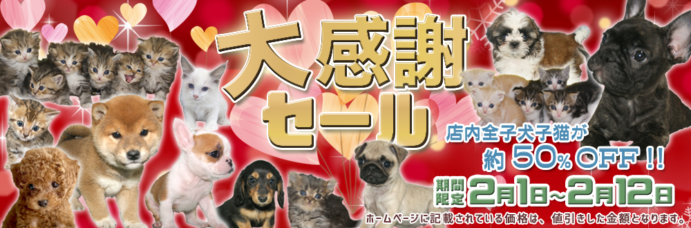 宮城県ペットショップ/ペットショップ鈴花/かわいい子犬・子猫と出会えます