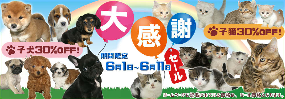 宮城県ペットショップ/ペットショップ鈴花/かわいい子犬・子猫と出会えます