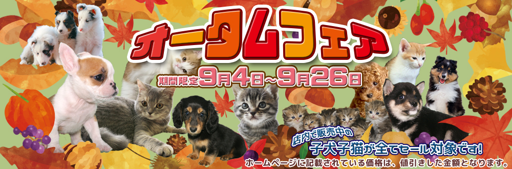 宮城県ペットショップ/ペットショップ鈴花/かわいい子犬・子猫と出会えます