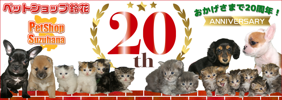 宮城県ペットショップ/ペットショップ鈴花/かわいい子犬・子猫と出会えます