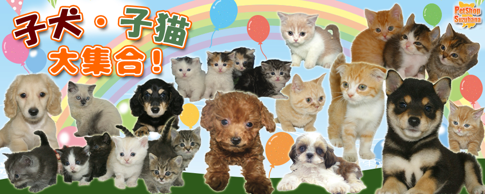 宮城県ペットショップ/ペットショップ鈴花/かわいい子犬・子猫と出会えます
