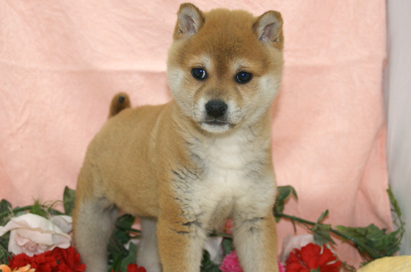 柴犬をお探しなら、宮城県ペットショップ【ペットショップ鈴花】